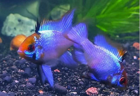 Апистограмма «Электрик блю» (Mikrogeophagus ramirezi var «Electric Blue») — селекционная форма апистограммы Рамирези. Это аквариумная рыба, которая отличается ярким голубым окрасом с характерным металлическим блеском.