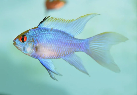 РАМИРЕЗИ ГОЛУБАЯ ВУАЛЕВАЯ, Mikrogeophagus ramirezi