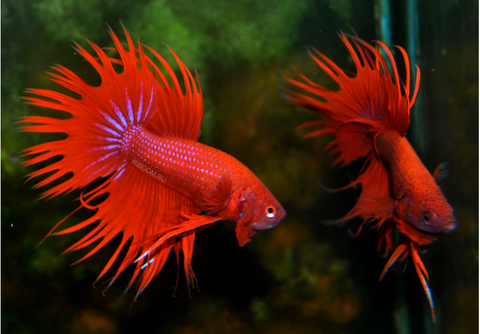 Петушок коронохвостый (Betta Crowntail) — селекционная форма лабиринтовой рыбки петушка. Отличается уникальной формой хвостового плавника, который при переворачивании рыбки вниз головой напоминает зубцы короны.