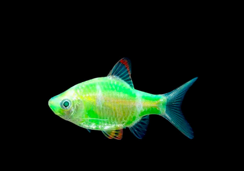 Барбус глофиш (GloFish) — генетически модифицированная форма суматранского барбуса (Puntius tetrazona), обладающая яркой флуоресцентной окраской. Эти рыбки светятся при искусственном или естественном освещении, особенно под лампами синего или ультрафиолетового спектра.