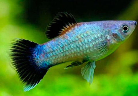 Пецилия голубая неоновая (Blue Platy Fish) — селекционная форма обыкновенной пецилии (Xiphophorus maculatus). Также известна как пецилия «Голубой неон» и пецилия «Голубая луна».