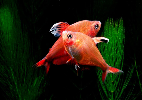 Орнатус белоплавничный (Hyphessobrycon bentosi var. White Fin) — аквариумная рыбка из семейства Characidae (Харациновые), селекционная форма обыкновенного орнатуса.