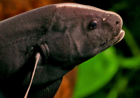 Apteronotus albifrons — научное название чёрной рыбы-ножа (чёрной ножетелки, чёрного призрака). Принадлежит семейству Аптеронотовые.