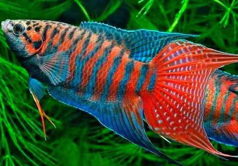 Макропод (Macropodus opercularis) — вид лабиринтовых рыб из семейства макроподовых. Известен под названиями «райская рыбка», «голубая райская» или «голубая гурами».