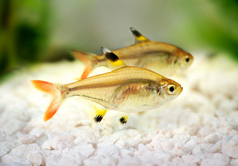 Pristella maxillaris — вид лучеперых пресноводных рыб рода пристеллы семейства харациновые. Также известен как звёздчатая пристелла, пристелла Ридлея, прозрачная тетра, рыба-щегол.