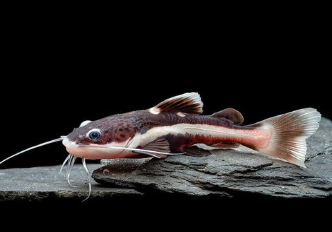 Phractocephalus hemioliopterus — краснохвостый сом (также известен как фрактоцефалус, сом-плоскоголовик, пирарара, речной монстр). Это единственный сохранившийся представитель рода Phractocephalus.
