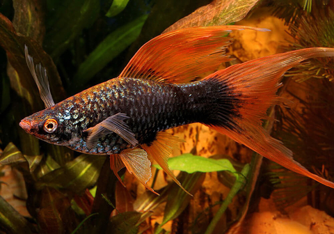 Чёрный вильчатый меченосец (Xiphophorus hellerii var Black, или Xiphophorus hellerii «Black Lyretail») — селекционная форма меченосца Геллера, отличающаяся глубоким чёрным окрасом и необычным хвостовым плавником с 1–3 удлинёнными лучами («мечами»), напоминающими вилку.
