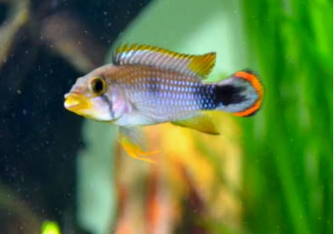 АПИСТОГРАММА ПАНДУРИНИ - Apistogramma pandurini