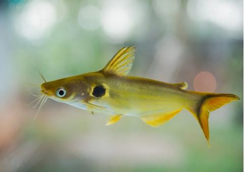 СОМ ПАВЛИНИЙ ГЛАЗ - Horabagrus brachysoma