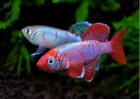 Нотобранхиус кардиналис (Nothobranchius cardinalis) — сезонная аквариумная рыбка из семейства карпозубых.