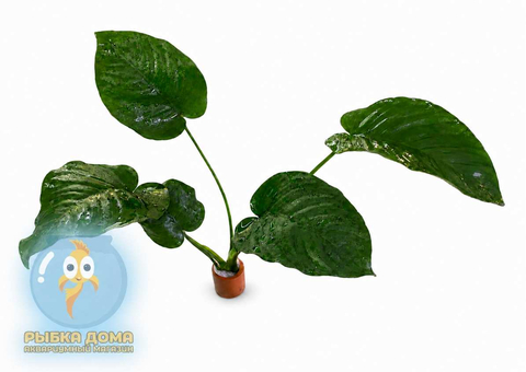 АНУБИАС БАРТЕРИ ШИРОКИЙ ЛИСТ 18-20см - Anubias barteri broad leaf