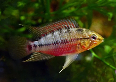 Apistogramma Hongsloi gold red