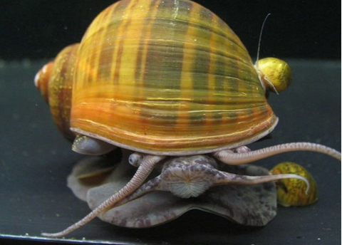 Гигантская ампулярия (Ampullaria gigas) — редкий представитель семейства Ampullariidae. Также известна как громадная и крупная.