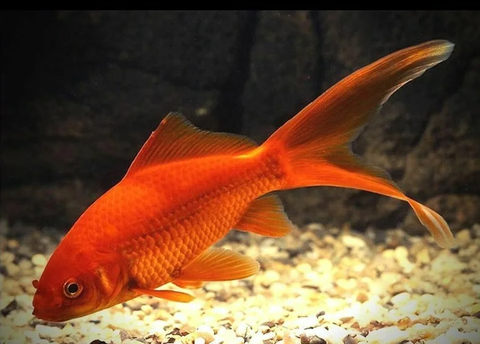 «Комета красная» (Carassius auratus) — селекционная форма аквариумной золотой рыбки семейства карповых. Пригодна для содержания в просторных декоративных аквариумах и декоративных прудах.