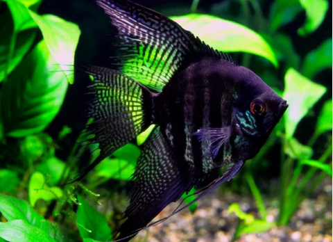 СКАЛЯРИЯ ЧЕРНЫЙ ПИНОЙ СМОКИ - Pterophyllum scalare black pinoy smoke