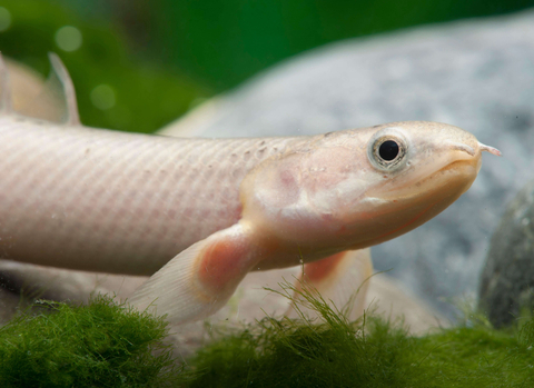 Polypterus senegalus albino — альбиносная форма полиптеруса сенегальского (Polypterus senegalus). Это вид пресноводных лучепёрых рыб из семейства многопёровых.