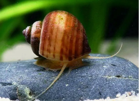 Pomacea bridgesii — вид брюхоногих моллюсков из семейства Ampullariidae отряда Architaenioglossa. Пресноводная улитка, популярная среди аквариумистов.