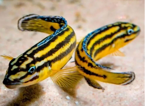 Юлидохромис «Кипили» (Julidochromis regani var. «Kipili») — одна из локальных популяций юлидохромиса регана, эндемик озера Танганьика в Африке.