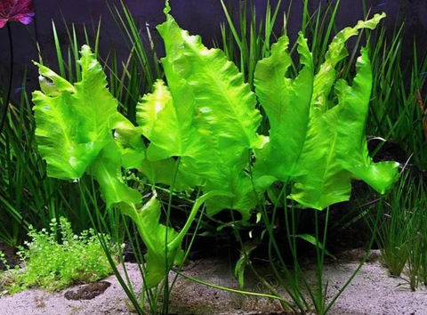 КУБЫШКА ЯПОНСКАЯ - Nuphar japonica