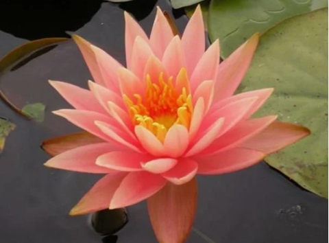 НИМФЕЯ ПРУДОВАЯ КОЛОРАДО ( ОРАНЖЕВАЯ ) - Nymphaea colorado