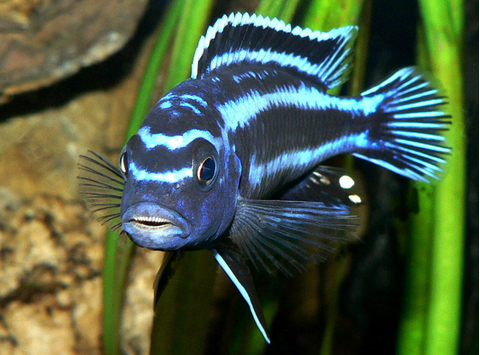 МЕЛАНОХРОМИС ЙОХАНИ - Melanochromis johannii​

Отличительная особенность породы

Выраженный половой диморфизм: самцы и самки окрашены совершенно по-разному, из-за чего их часто принимают за разные виды.