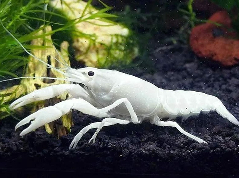 Флоридский белый рак (Procambarus clarkii) — аквариумная разновидность раков, известная своей белоснежной окраской и мощными клешнями.