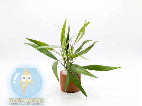 ГИГРОФИЛА ОЗЁРНАЯ - Hygrophila lacustris