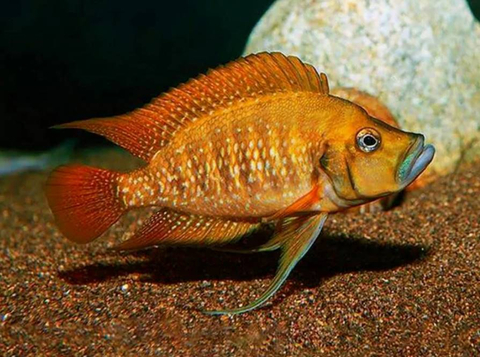 Altolamprologus compressiceps "red fin"