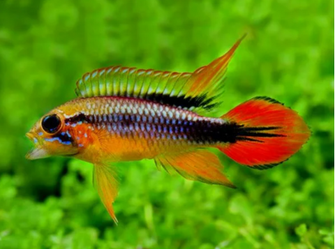 АПИСТОГРАММА АГАССИЦА - Apistogramma agassizii