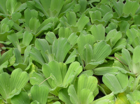 ПИСТИЯ - Pistia