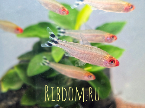 Родостомус (красноносая тетра, Hemigrammus rhodostomus) — небольшая рыбка из семейства Харациновые.