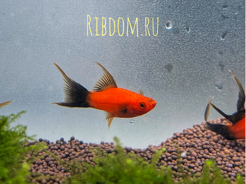 Меченосец Берлинский вильчатый (Red Wagtail Swordtail) — искусственно выведенная порода аквариумных рыбок, результат селекционной работы с пецилией чернохвостой и меченосцем зелёным.
