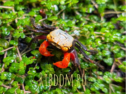 КРАБ ВАМПИР РОУКСИ - РАДУЖНЫЙ - Geosesarma rouxi - Rainbow Vampire Crab (Blue)​

Geosesarma bogorensis — вид пресноводных тропических крабов, ведущих преимущественно наземный образ жизни. Название «краб-вампир» не связано с кровожадностью, а с ярко-жёлтыми глазами, которые контрастируют с основным окрасом тела.