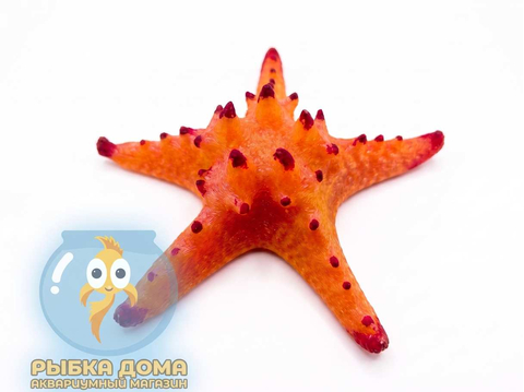 ДЕКОР ЗВЕЗДА МОРСКАЯ L