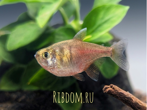 Hyphessobrycon flammeus — научное наименование огненной (красной) тетры — пресноводной лучепёрой рыбы из семейства Харациновые. Также встречается под другими названиями — огненная тетра, пламенная тетра.