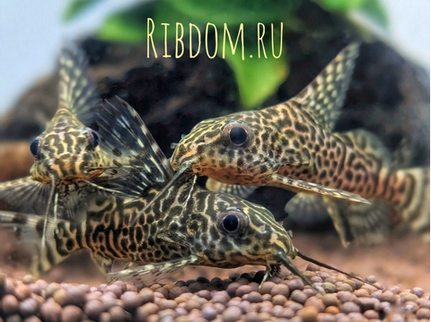 Синодонтис вуалевый (Synodontis eupterus) — пресноводная лучеперая рыбка из семейства Перистоусые сомы. Родиной вида являются реки Центральной Африки.