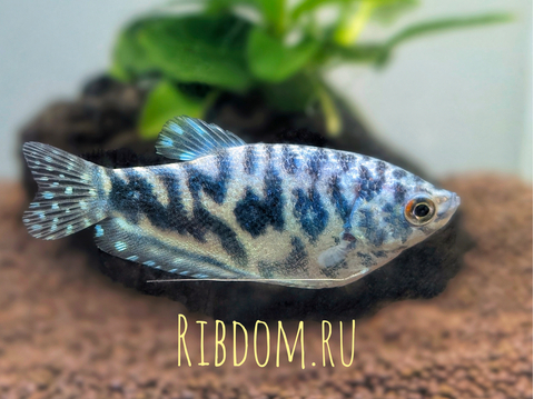 Мраморный гурами (научное наименование — Trichopodus trichopterus) — искусственно выведенная разновидность пятнистого гурами. Выведен в 70-х годах XX века американским селекционером Косби.
Ареал: мраморный гурами не встречается в природных водоёмах, но его близкие родственники обитают в Азии, Индонезии, Таиланде, Суматре.