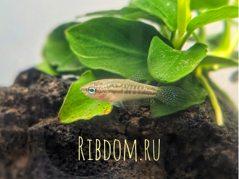 Trichopsis pumila — научное название карликового гурами (пумилы) — вида лабиринтовых рыб из семейства макроподовых.