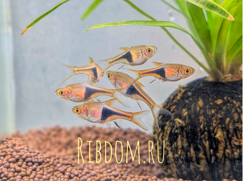 Trigonostigma heteromorpha — латинское название расборы клинопятнистой (клиновидной) — вида пресноводных рыб семейства Карповых. Другое популярное русское (и английское) название вида — «расбора арлекин».