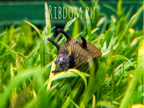 Clithon donovani Sun Snail — некрупный представитель семейства Neritina, популярный в аквариумистике. Также известна как «Солнечная рогатая» (пресноводная рогатая).