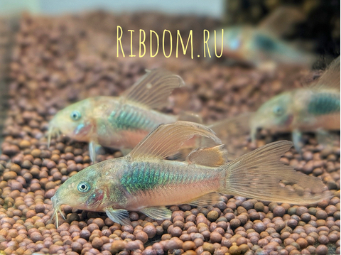 ​​​​​Коридорас золотистый вуалевый (Corydoras aeneus longfin) — селекционная форма золотистого сомика с удлинёнными, «парусными» плавниками.