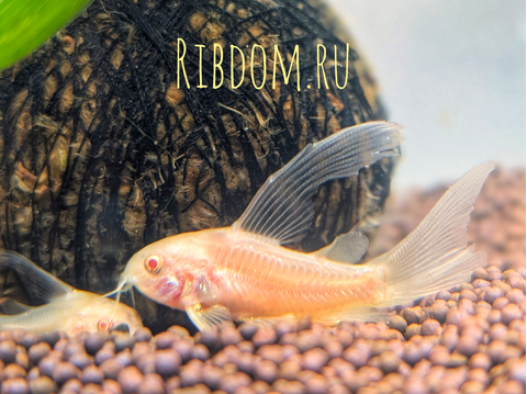 Коридорас альбинос (Corydoras paleatus var albino) — селекционная форма крапчатого коридораса. Отличительная особенность — белая или слегка желтоватая окраска тела в сочетании с красными глазами.