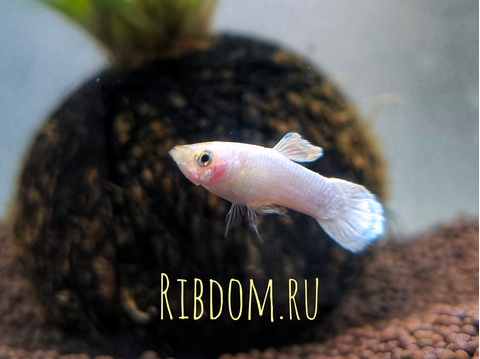 Гуппи «Белоснежный» (лат. Poecilia reticulata Snow White) — селекционная форма аквариумной рыбки гуппи. Природная форма гуппи — неприметного, невзрачного окраса, не имеет вуалевых плавников.