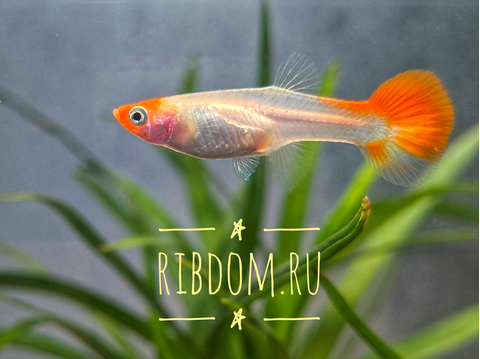 Гуппи Кои Альбино (Guppy Koi Albino) — аквариумная рыбка, выведенная селекционным путём. Происходит из тропических водоёмов Южной и Центральной Америки, в частности, из Венесуэлы и Тринидада.