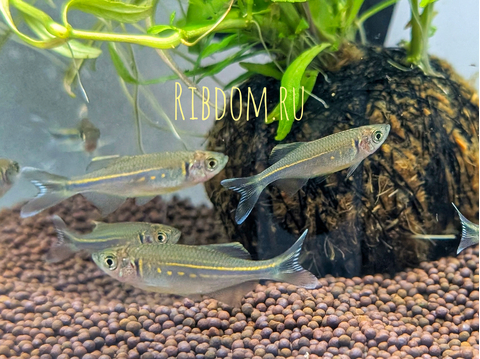 Малабарский данио (Devario malabaricus) — пресноводная лучепёрая рыба из семейства карповых. Это активный стайный вид, популярный в аквариумистике.