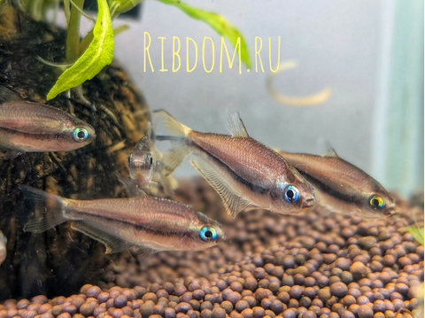 Тетра королевская, или императорская (Nematobrycon palmeri) — пресноводная лучеперая рыбка из семейства Харациновые. Нередко встречается в продаже как тетра пальмери.