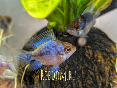 Апистограмма Рамирези «Электрик Блю» (Mikrogeophagus ramirezi var. «Electric Blue») — селекционная форма апистограммы Рамирези.