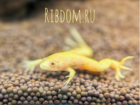 Xenopus laevis — вид южноафриканской водной лягушки рода шпорцевые лягушки. Также известна как гладкая шпорцевая лягушка или (по-местному) платанна.
