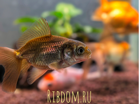 Вуалехвост — одна из искусственно культивированных декоративных пород аквариумной «золотой рыбки», которая известна удлинёнными плавниками и более длинным, пышным вуалевым хвостом по сравнению с другими представителями данного вида.