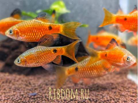 Барбус огненный (Pethia conchonius) — аквариумная рыбка из семейства карповых, известная яркой окраской и подвижным характером.
